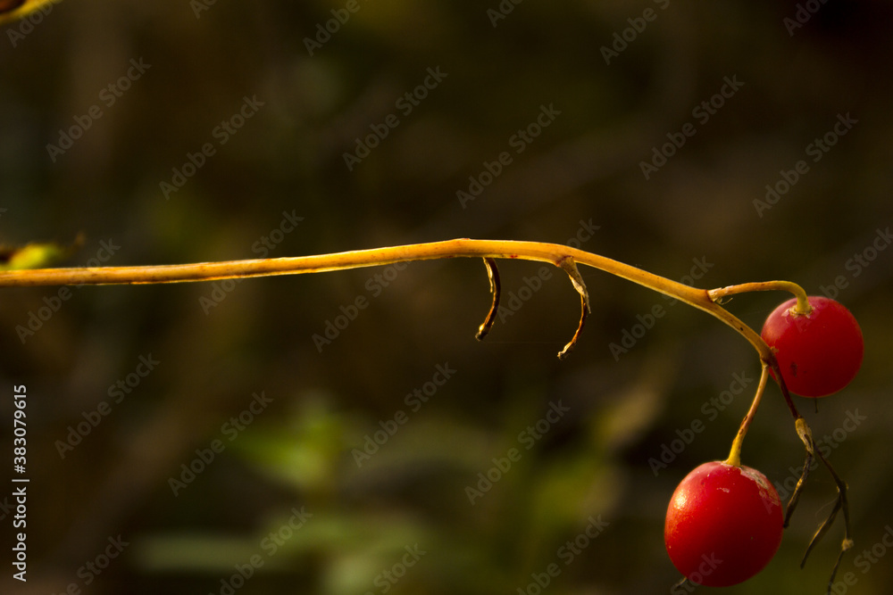 Wall mural lingonberry in the forest