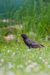European Starling (Sturnus vulgaris), adult in meadow, Brandenburg, Germany