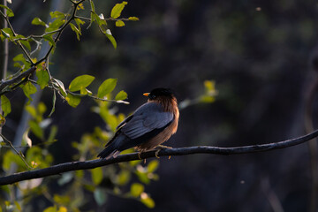 Brahminy Myna or Brahminy Starling, Keoladeo Ghana National Park, Rajasthan, India, formerly known as the Bharatpur Bird Sanctuary