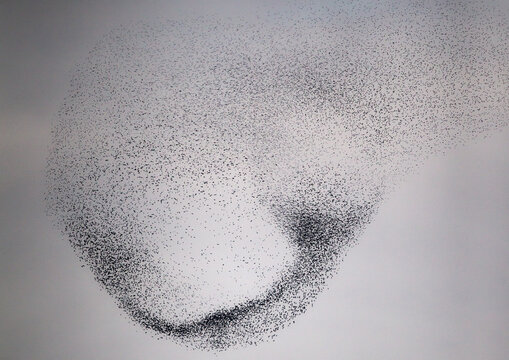 European Starling (Sturnus vulgaris), flying flock in murmuration, Germany