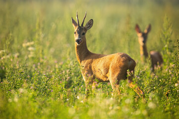 Naklejka na ściany i meble Two roe deer, capreolus capreolus, standing on meadow in summertime nature. Roebuck looking to the camera with doe in background in wildflowers. Wild antlered mammals watching on grass.
