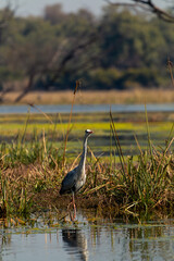 Grey Heron looking for food seen early morning at Bharatpur, Bird Sanctuary, Rajasthan, India