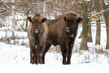 Two wisents, bison bonasus, standing in forest in winter. Wild big mammal looking to the camera in...