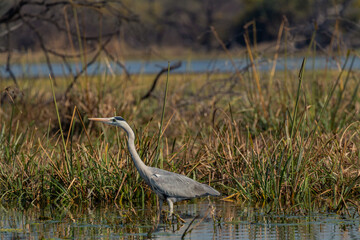 Grey Heron looking for food seen early morning at Bharatpur, Bird Sanctuary, Rajasthan, India