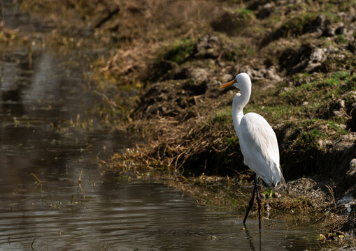 Great White Egret looking for food, Keoladeo National Park. Bharatpur, Rajasthan, India