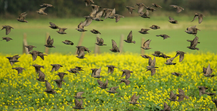European Starling (Sturnus vulgaris), flying flock, Brandenburg, Germany