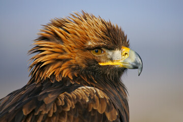 Golden Eagle (Aquila chrysaetos) portrait, Austria