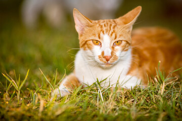 Naklejka na ściany i meble Close-up portrait of ginger male cat in the yard, looking at the camera, domestic animal, pet photography of cat playing outside, shallow selective focus, blurred green grass background