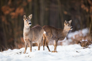 Naklejka na ściany i meble Young roe deer, capreolus capreolus, standing on meadow in wintertime. Two mammals observing on snowy field. Wild animal siblings looking aside on white pasture.
