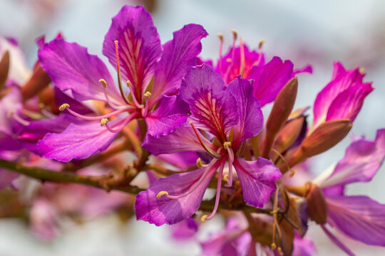 Bauhinia purpurea. Brazilian orchid tree. Pezu&ntilde;a de vaca. Pata de vaca. Plantas tropicales.