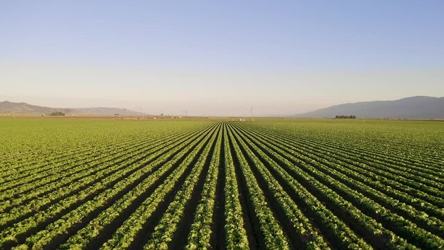 Moving away and lifting the drone as we move backward over crops in Salinas Valley, CA.