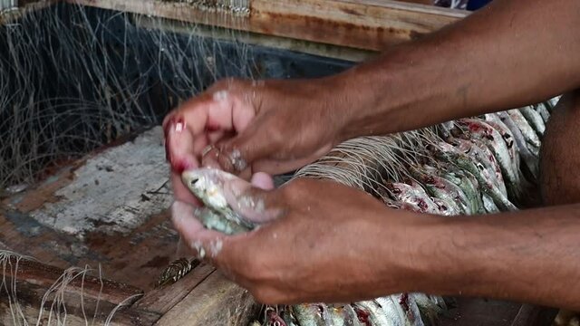 Extreme Close-Up Of A Fisherman's Hands Baiting Many l Hooks al los roques venezuela