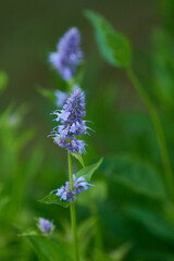 Duftnessel, Agastache