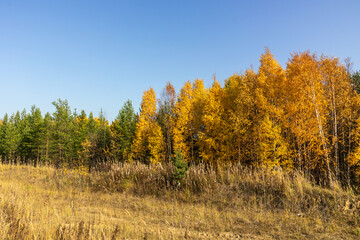 autumn landscape with beautiful multi-colored trees,coniferous trees,yellow foliage,plants in the forest,Park,garden against the blue sky