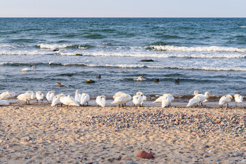 A flock of wild beautiful white swans on the seashore in the evening. Birds rest on the seashore during windy weather. Splashing waves come in on rocks in the background.
