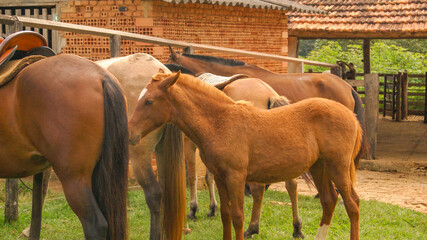 Obraz premium Brown horses on farm in the state of Minas Gerais, Brazil