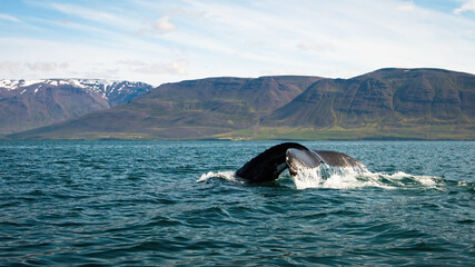 Humpback whale, megaptera novaeangliae, breaching from water in Icelandic nature. Wild huge mammal's tail fin peeking out of the blue sea with hills in the background. Giant dark animal swimming in
