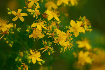 Echtes Johanniskraut (Hypericum perforatum)