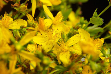 Common saint Johns wort or hypericum perforatum plant flowerss in blossom