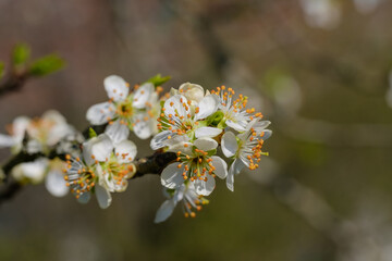 Zarte frische Blüten an Obstbaum / Blühender Apfelbaum im Frühling