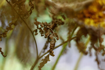 texture of dried intertwined fern on a natural background
