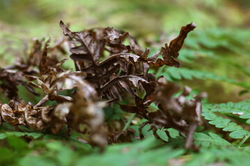 texture of dried intertwined fern on a natural background