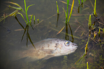  Dead fish in polluted pond, ecological disaster
