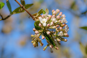 Nahaufnahme: Knospen und Blüten an einem Strauch / Busch in einem Garten im Frühling