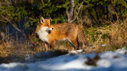 Fluffy red fox, vulpes vulpes, standing in forest in winter nature at sunset. Orange mammal looking on white meadow. Wild predator watching on sun in wintertime.