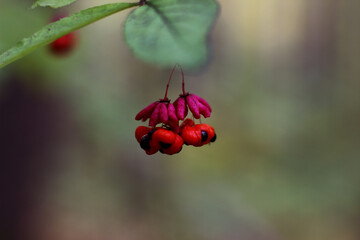 wild forest berry euonymus close-up on a blurry background
