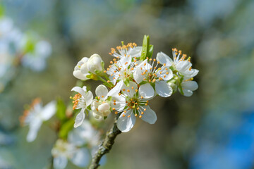 Blüten an Obstbaum / Blühender Apfelbaum im Frühling