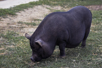 black, fat pig in the grass. pig is eating green grass.