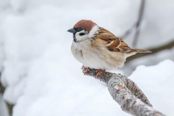 Eurasian tree sparrow