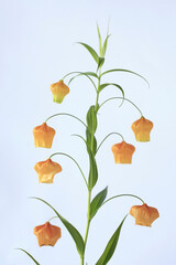 鈴型の花