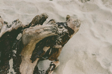 trunk on the beach