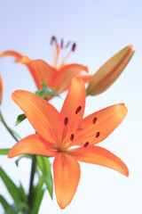 Fototapeta premium 花ユリ