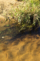 grass and water