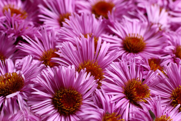 Obraz premium decoration with autumn garden flowers 