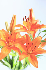 花ユリ