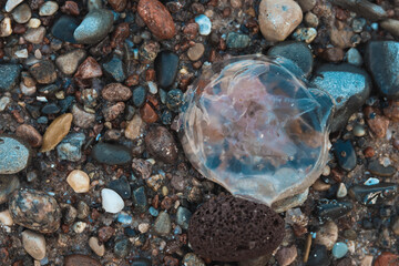 dead jellyfish on the beach