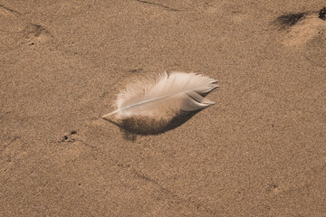 feather on sand