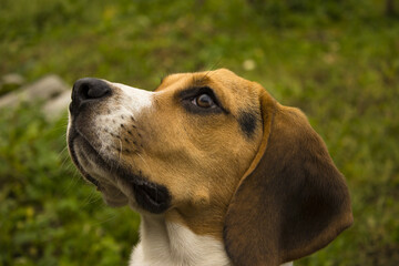 beagle dog portrait