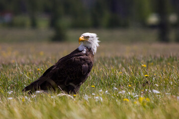 Bald Eagle sitting in field aside lake