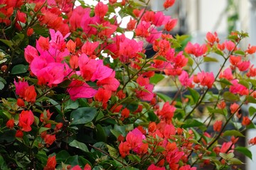 red bougainvillea flowers. Floral, arrangement