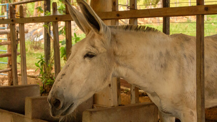 White Donkey in the Farm