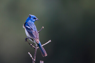 Lazuli Bunting perched on a twig in the wind