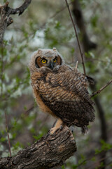Young Great Horned owl looking over sholder perched on branch