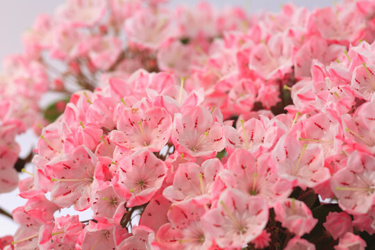 150 最適な カルミア 画像 ストック写真 ベクター Adobe Stock