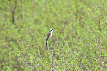 Red backed shrike sits and observes the surroundings in a dense green bush