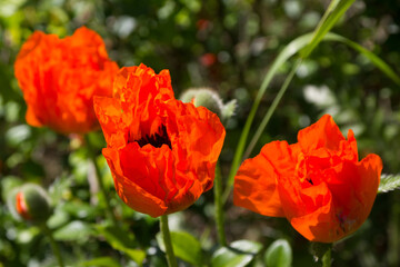red poppies